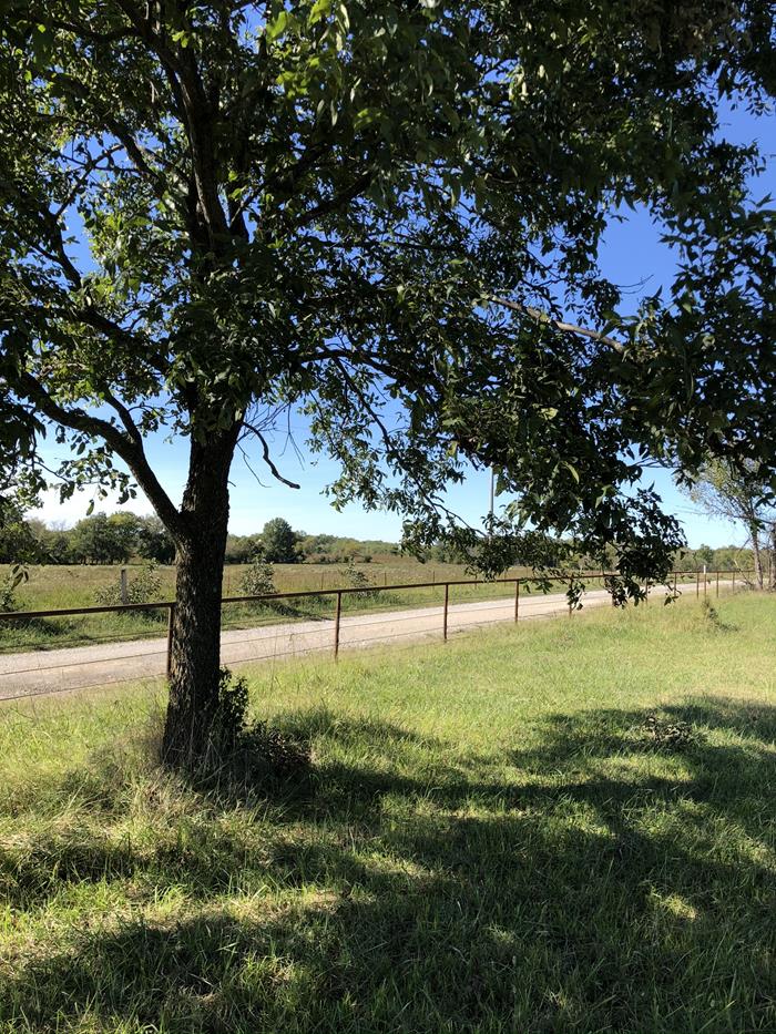 Everyday Adventures Tree in the country