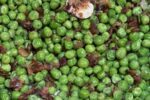 peas cooking in pan with bacon and onions